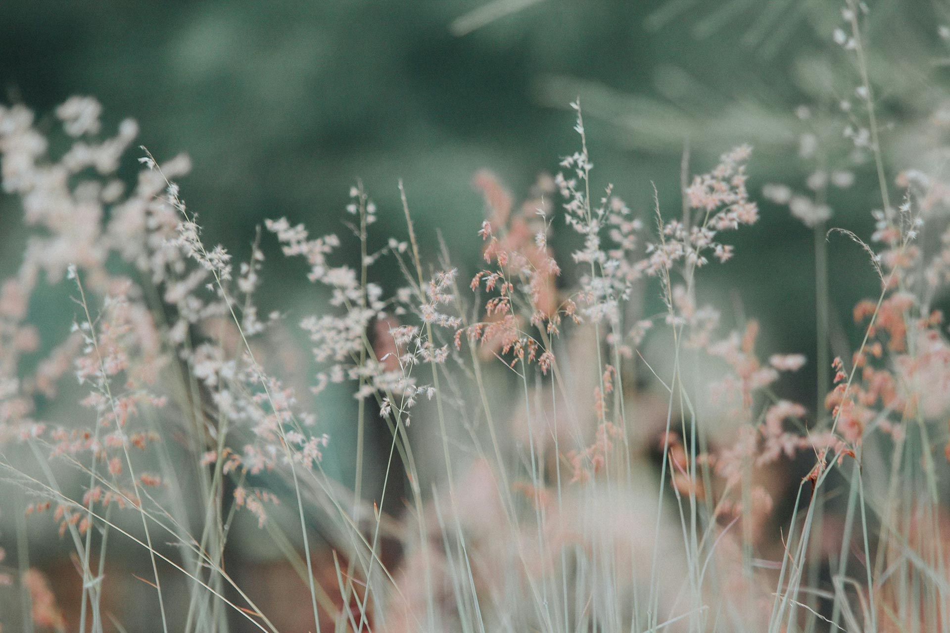 bwise_demo-image_plants-2.jpeg